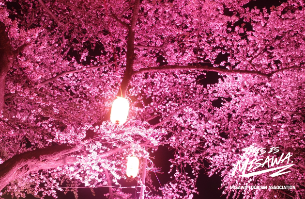 中央公園桜ライトアップ