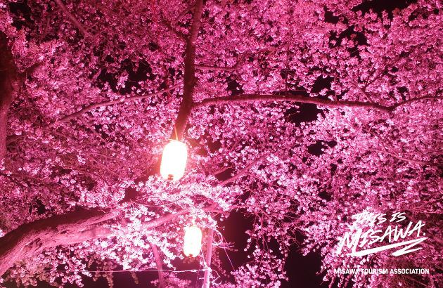 http://中央公園桜ライトアップ